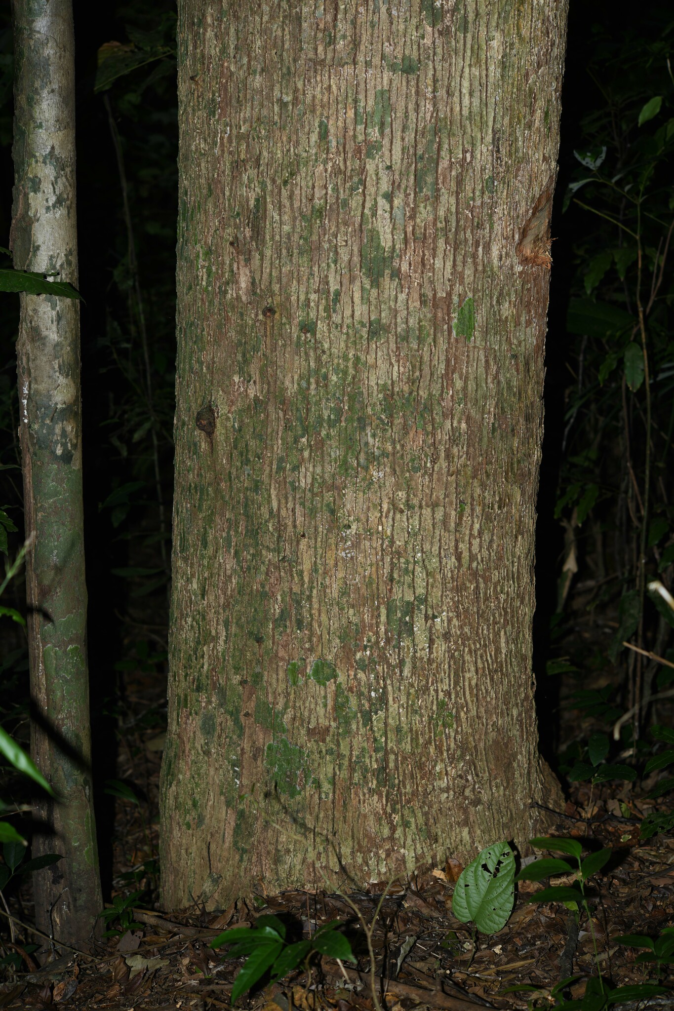 Imagem de Castanha-sapucaia