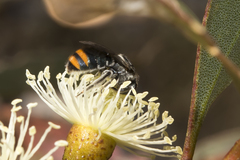 Lipotriches australica