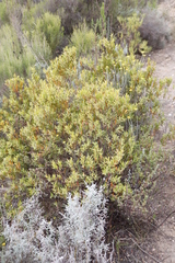 Diospyros glabra
