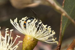 Lipotriches australica