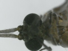 Trichocera major