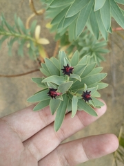 Euphorbia glauca