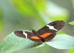 Heliconius clysonymus