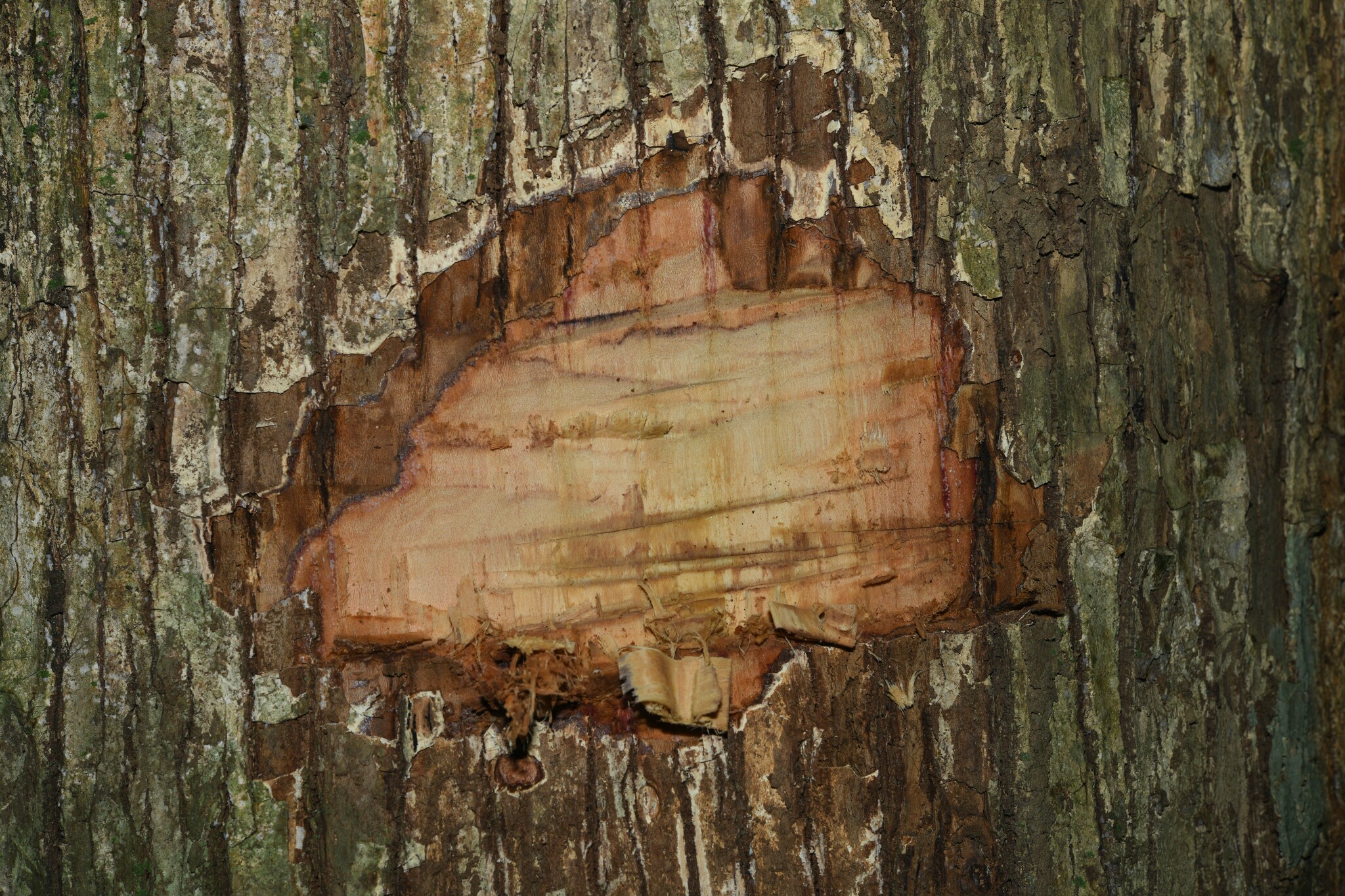 Imagem de Castanha-sapucaia