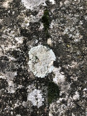 Protoparmeliopsis muralis