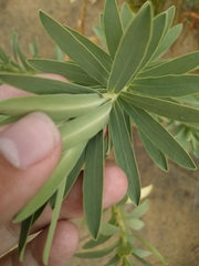 Euphorbia glauca