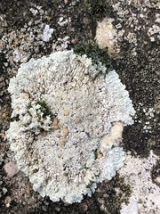 Protoparmeliopsis muralis