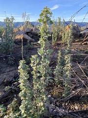 Malacothamnus hallii