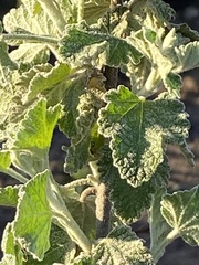 Malacothamnus hallii