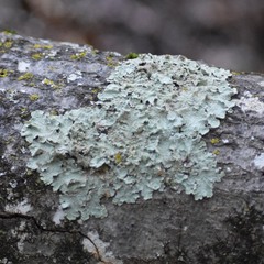 Flavopunctelia flaventior