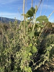 Malacothamnus hallii