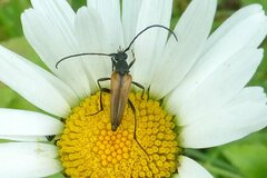 Stenurella melanura