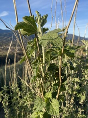 Malacothamnus hallii