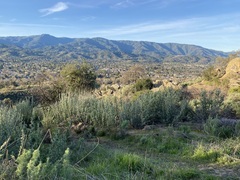 Malacothamnus hallii