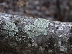 Flavopunctelia flaventior