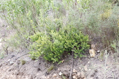 Diospyros glabra