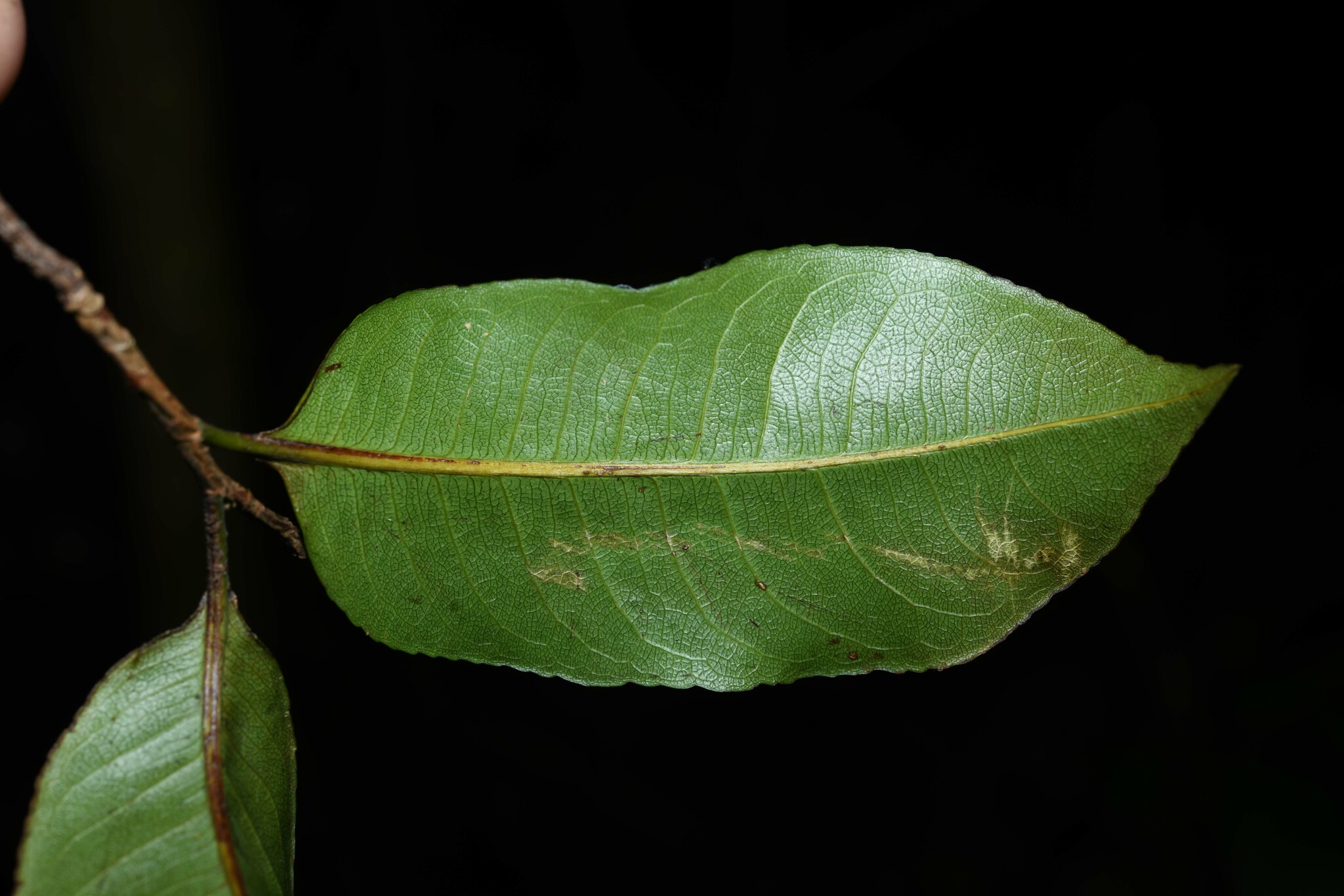 Imagem de Castanha-sapucaia