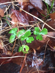 Ranunculus recurvatus