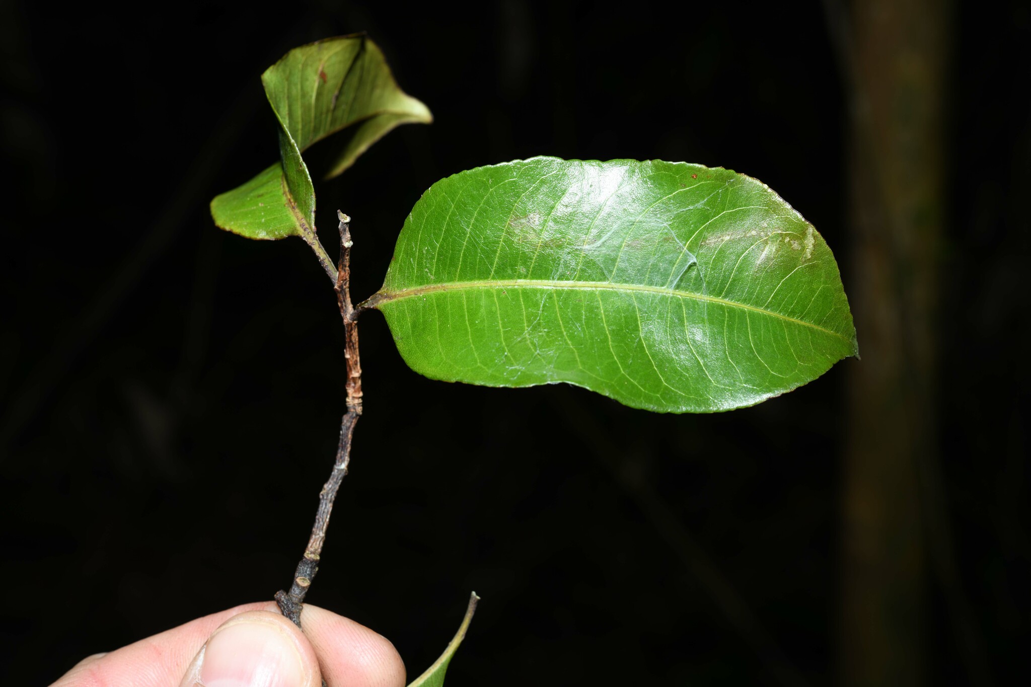 Imagem de Castanha-sapucaia