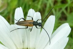 Stenurella melanura