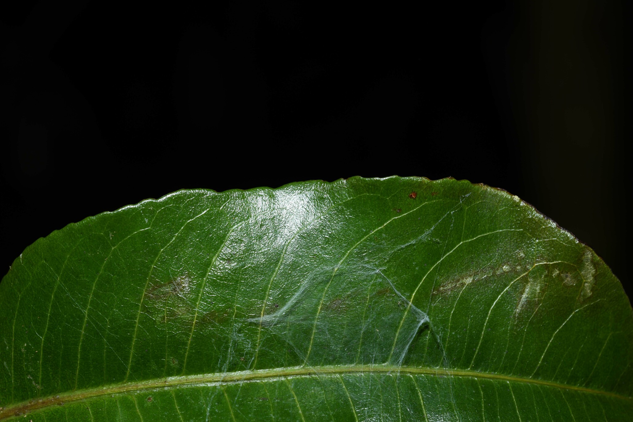 Imagem de Castanha-sapucaia