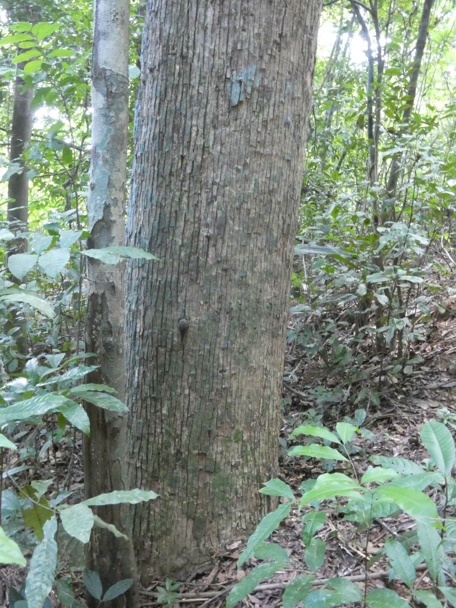 Imagem de Castanha-sapucaia