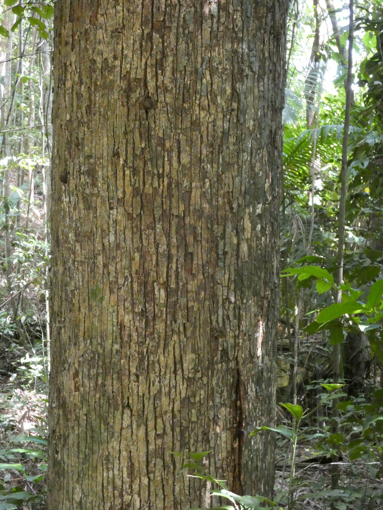Imagem de Castanha-sapucaia