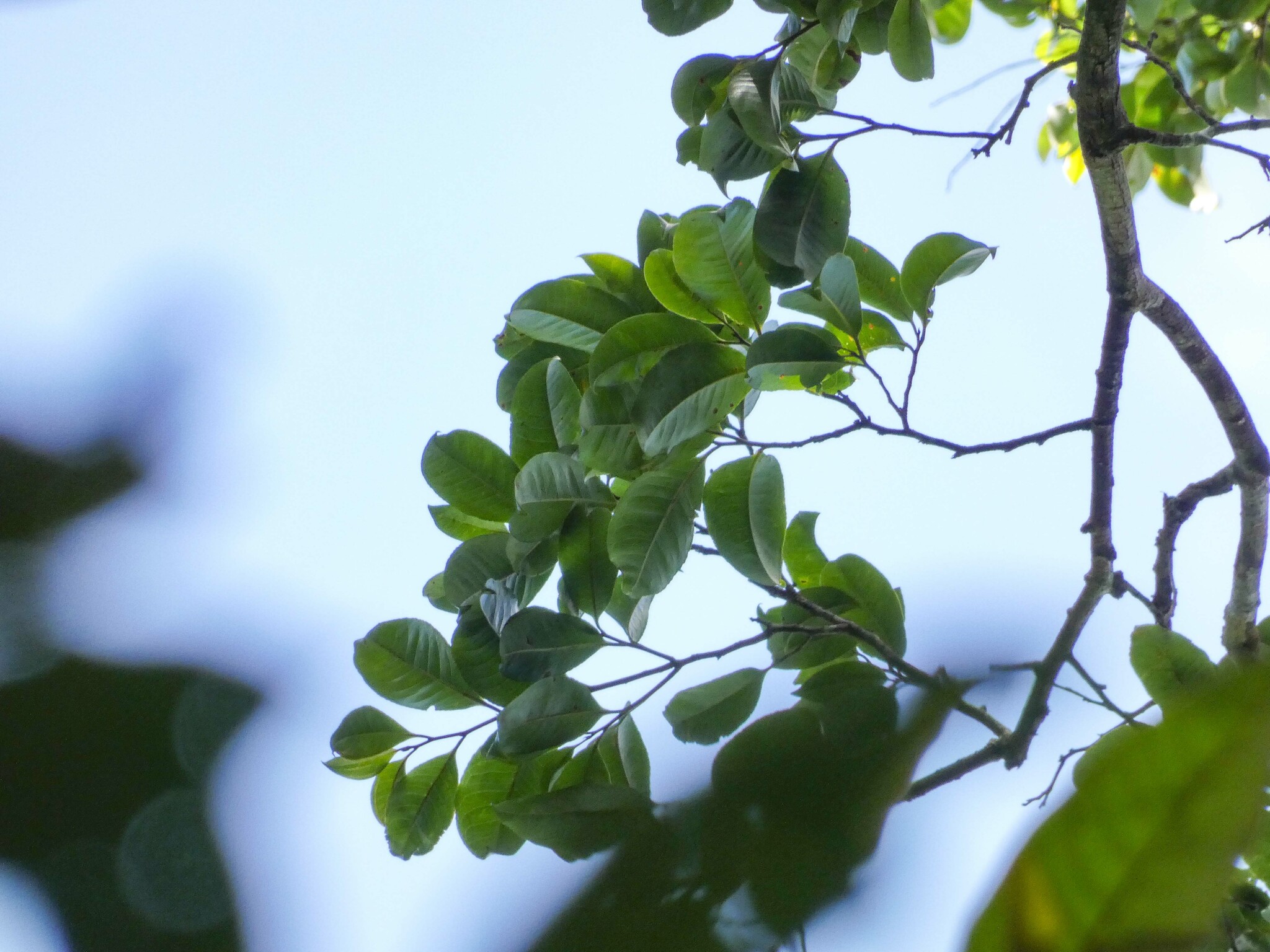 Imagem de Castanha-sapucaia