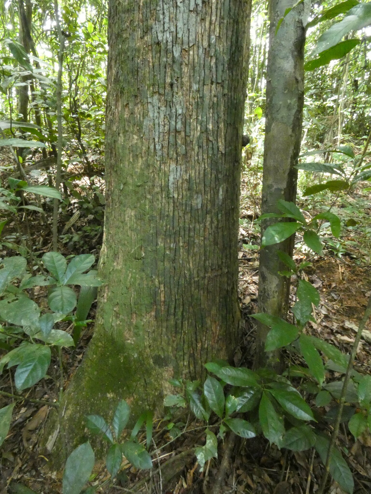 Imagem de Castanha-sapucaia