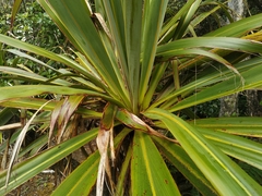 Cordyline indivisa