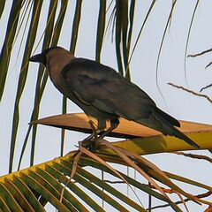 Corvus splendens