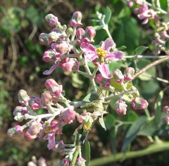 Mascagnia divaricata