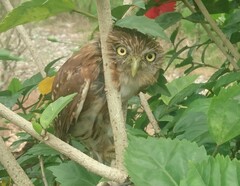 Glaucidium peruanum