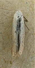 Elachista gerasmia