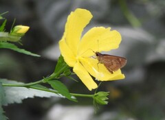 Callimormus saturnus