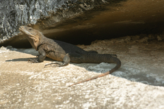 Ctenosaura acanthura