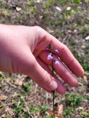 Nuttallanthus canadensis