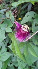 Passiflora choconiana