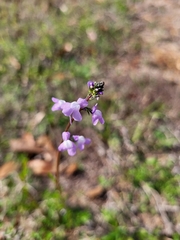 Nuttallanthus canadensis