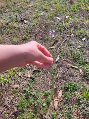 Nuttallanthus canadensis