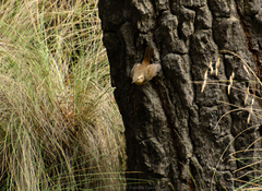 Troglodytes aedon brunneicollis