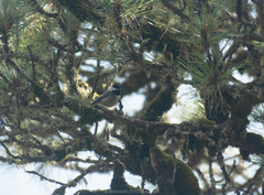Poecile sclateri