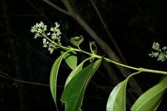Miconia kappleri