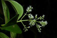 Miconia kappleri