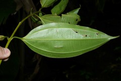 Miconia kappleri