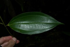Miconia kappleri