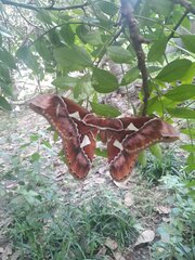 Rothschildia speculifer