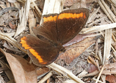 Pedaliodes symmachus