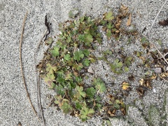 Geranium sessiliflorum