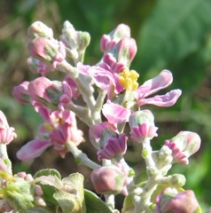 Mascagnia divaricata